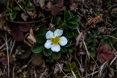 Fragaria nubicola