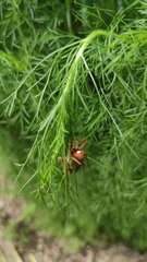 Ocellarnaca furcifera
