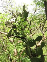 Opuntia joconostle