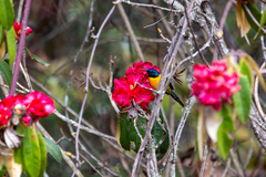 Aethopyga nipalensis