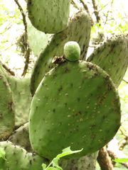 Opuntia joconostle