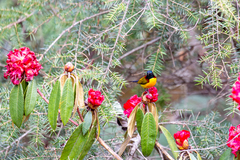 Aethopyga nipalensis