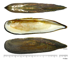 Lanceolaria acrorrhyncha