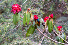 Aethopyga nipalensis