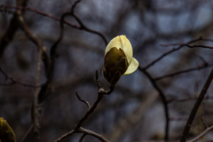 Magnolia campbellii