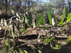 Denhamia cunninghamii