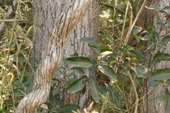 Cupaniopsis parvifolia