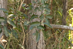 Cupaniopsis parvifolia