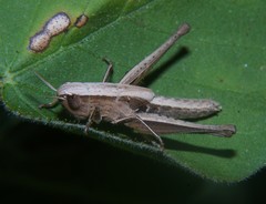 Amblytropidia