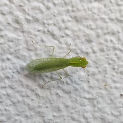 Tropidomantis gressitti