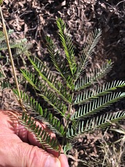 Acacia glaucocarpa