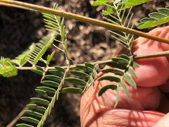 Acacia glaucocarpa