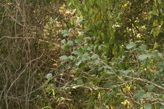 Alchornea ilicifolia