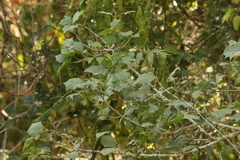Alchornea ilicifolia