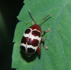 Notozona