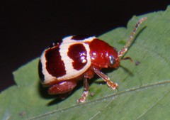 Notozona