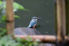 Alcedo atthis