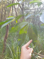 Melicope elleryana