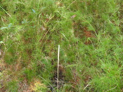 Baloskion tetraphyllum