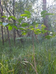 Melicope elleryana