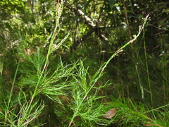 Baloskion tetraphyllum