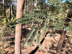 Acacia glaucocarpa