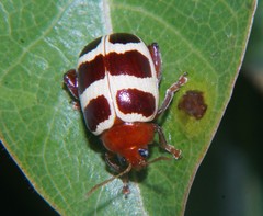 Notozona