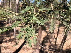 Acacia glaucocarpa