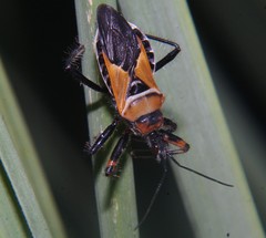 Apiomerus spissipes
