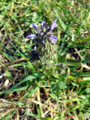 Salvia verbenaca