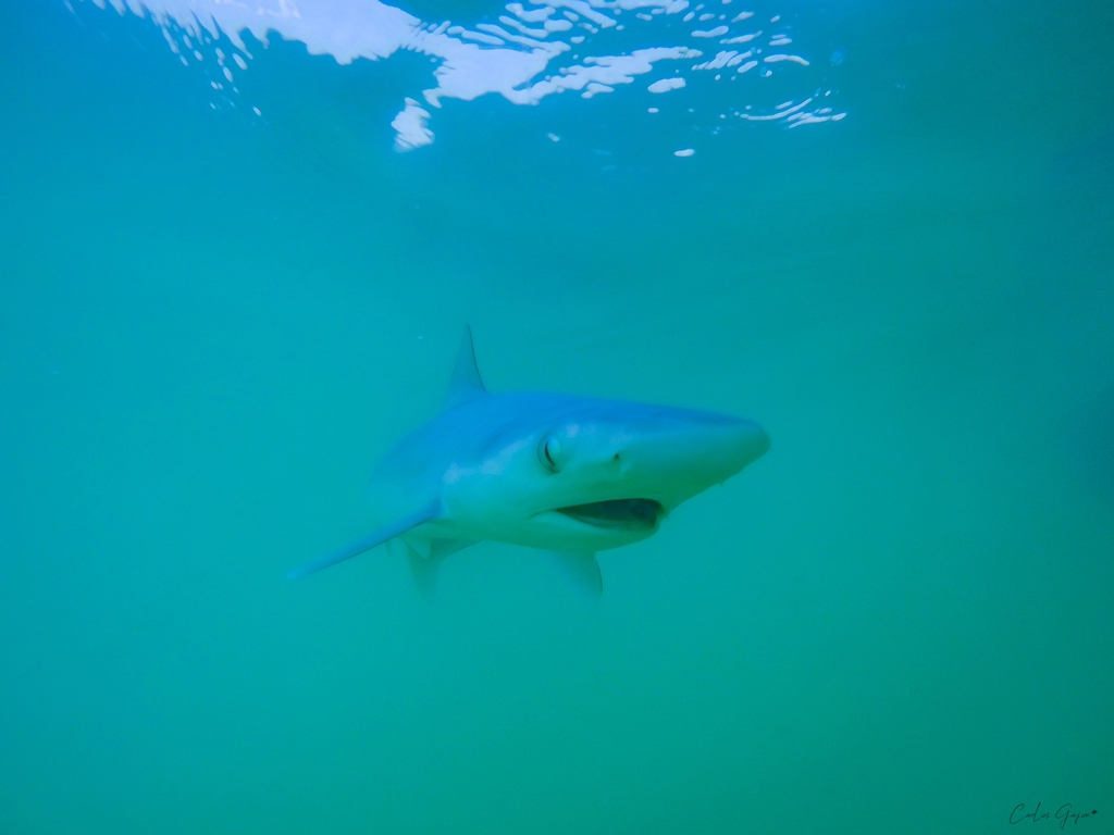 Pacific Sharpnose Shark