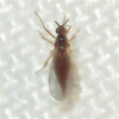 Lestremiinae