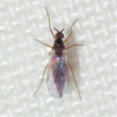 Lestremiinae