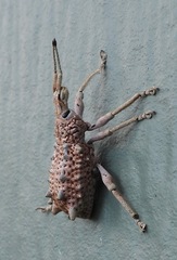 Leptopius setosus