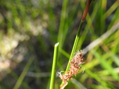 Machaerina rubiginosa