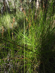 Machaerina rubiginosa