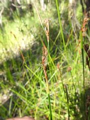 Machaerina rubiginosa