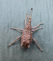 Leptopius setosus