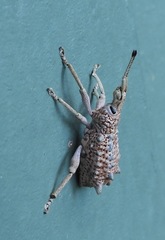 Leptopius setosus