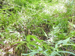 Dicranopteris linearis linearis