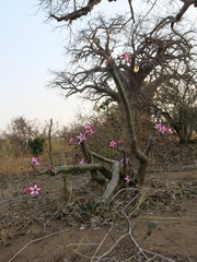 Adenium multiflorum