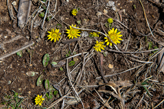 Oxygraphis polypetala
