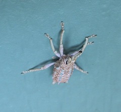 Leptopius setosus