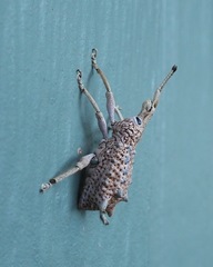 Leptopius setosus