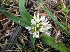 Allium chamaemoly chamaemoly
