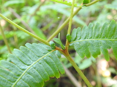 Dicranopteris linearis linearis