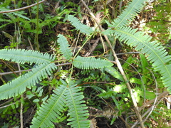Dicranopteris linearis linearis