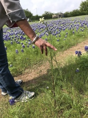 Hymenopappus artemisiifolius