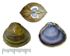 Corbicula fluminea