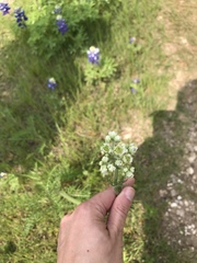 Hymenopappus artemisiifolius